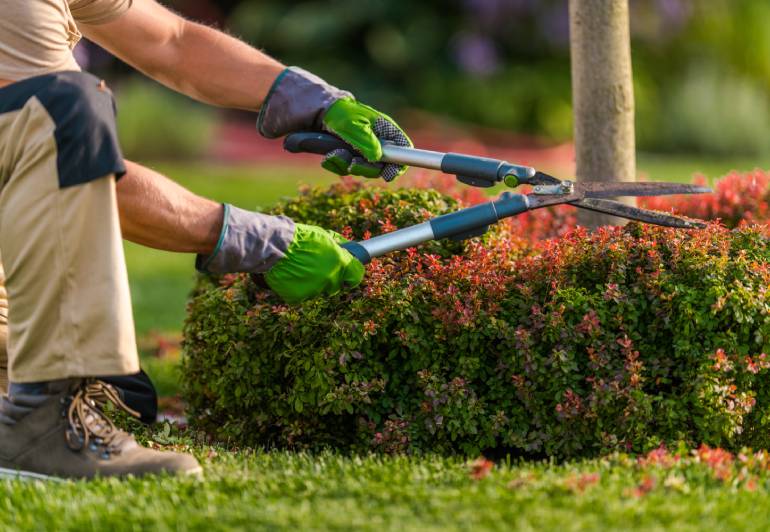 Professional Landscaping Services in Dubai